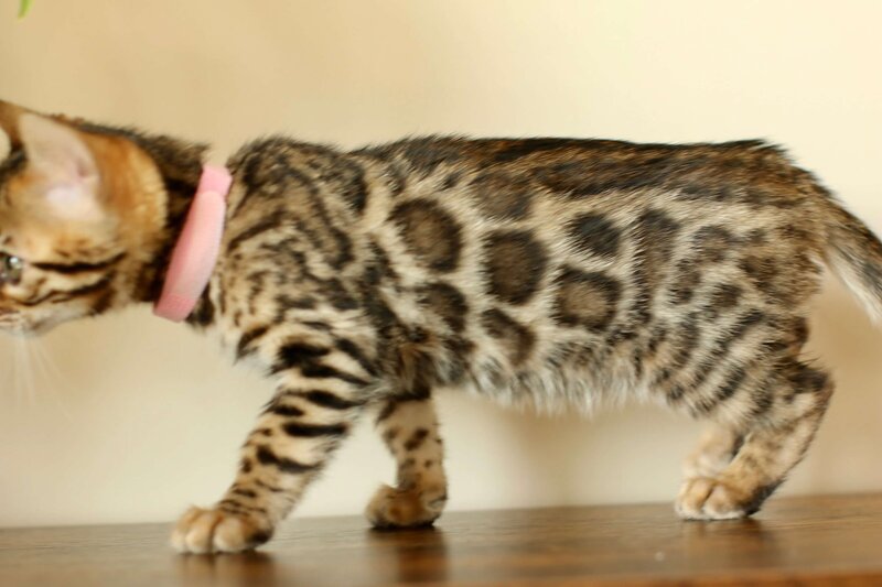 Diva x Bronco_Pink Girl_3