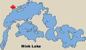 mink