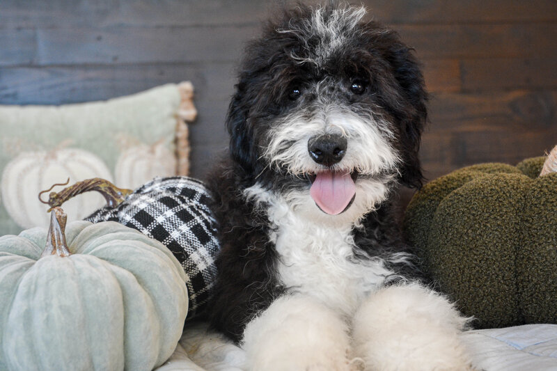 Available Mini and micro Sheepadoodle Puppies