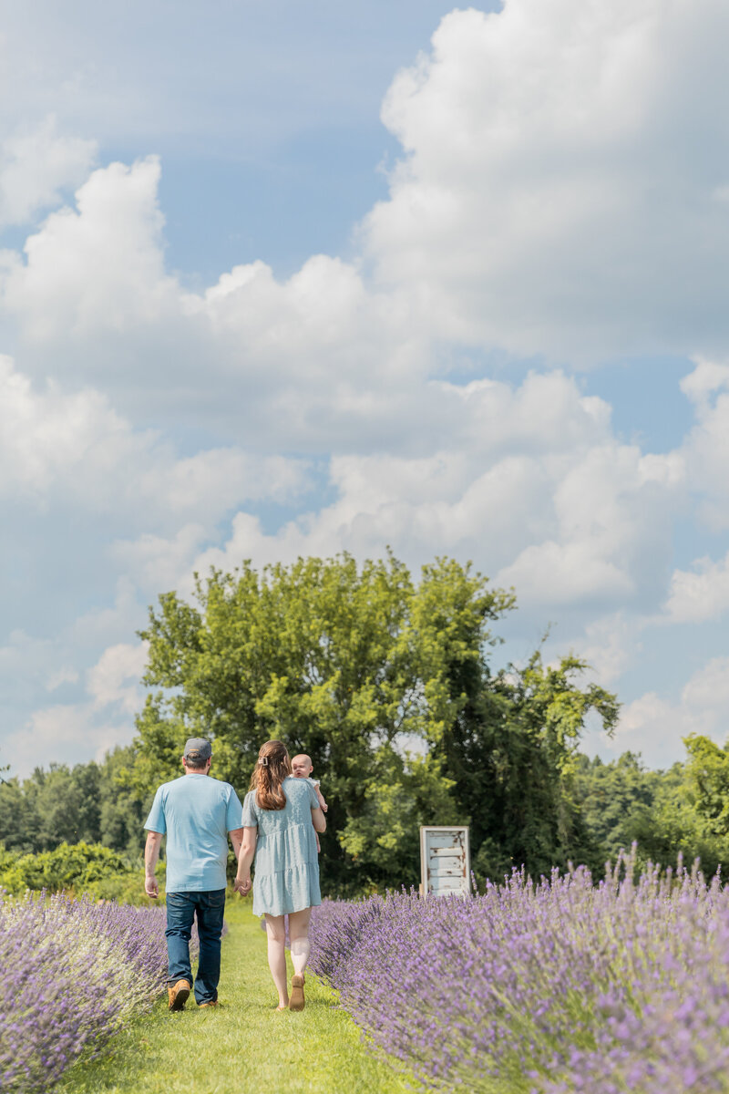 parents walk hand in hand in beautiful lavender field away from camera while mother holds baby girl
