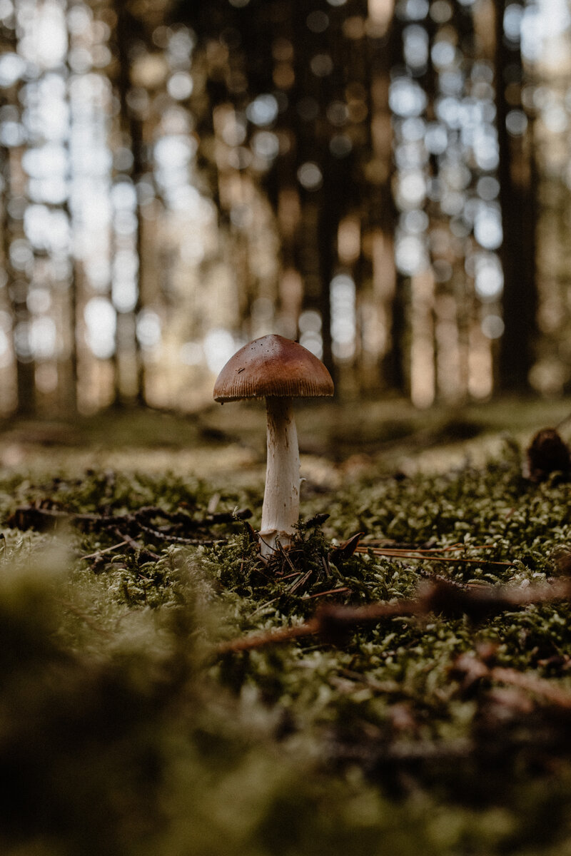 Pilz auf Moos im Wald Closeup