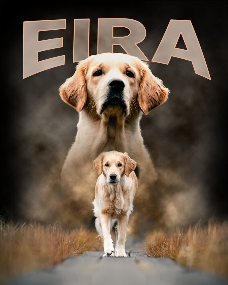 Sportkollage av en golden retriever från en hundfotografering