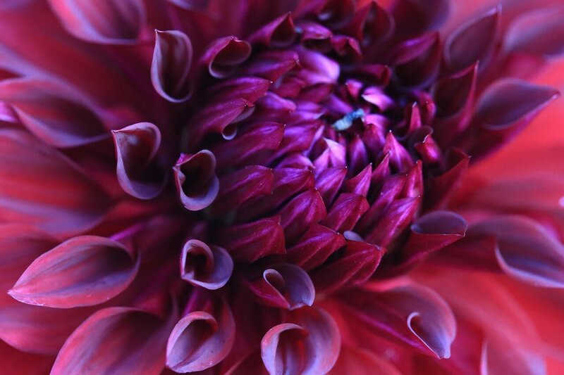 Close-up of a red/purple Dahlia flower