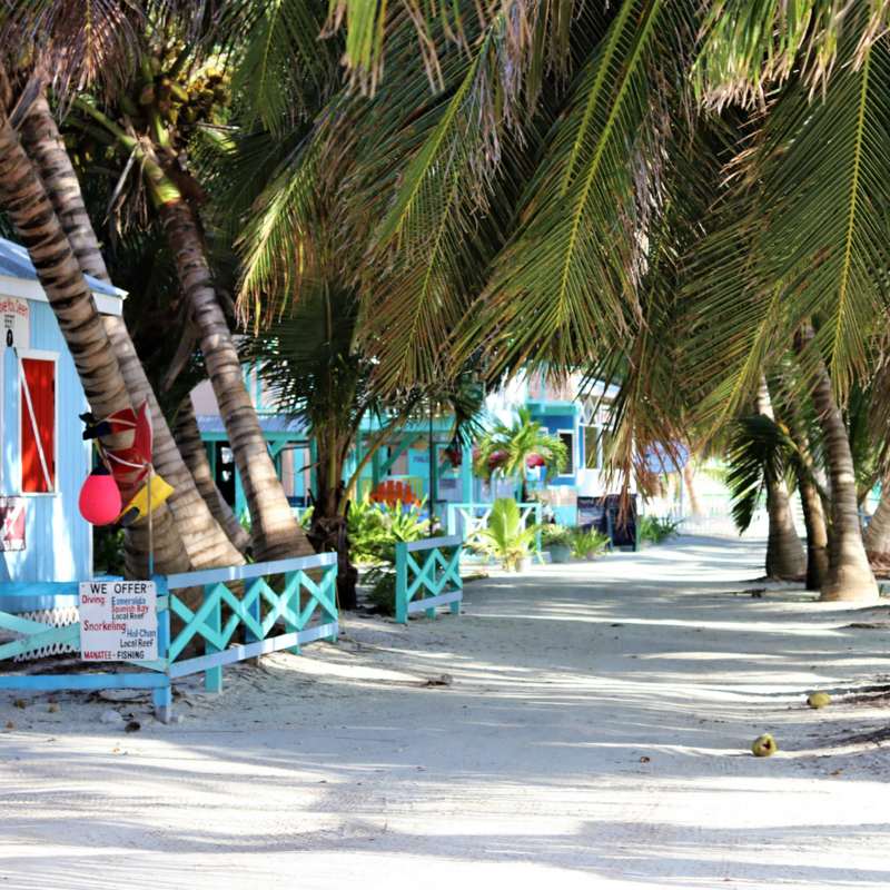 Belize Palm tree beach dive shop