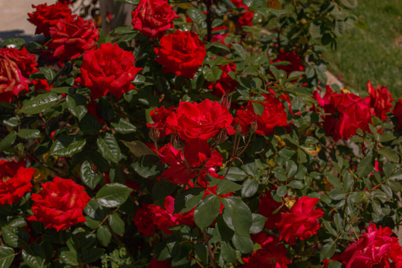 amrit_mendhi-59