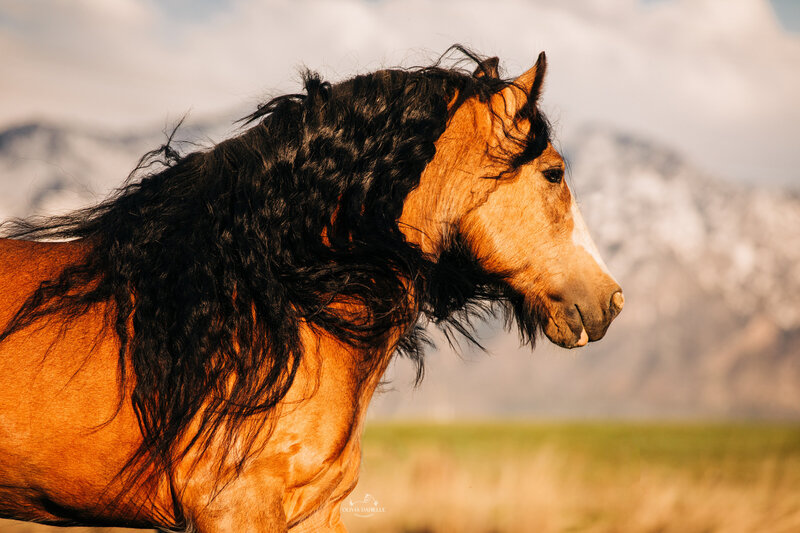 Horse Photography (11)
