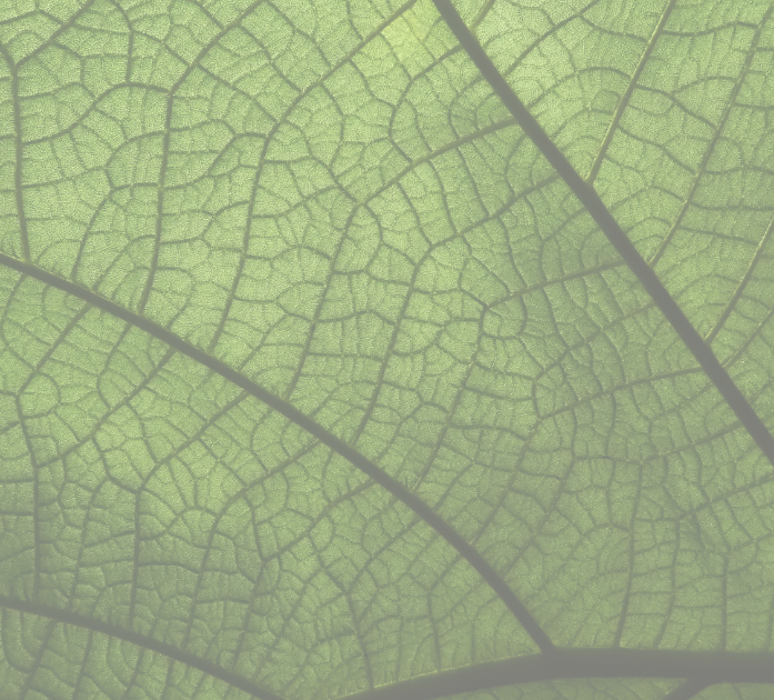 Close-up of green leaf representing natural wellness and comprehensive nutrient benefits of Nutrient Blend IV Vitamin Therapy at Refined Medical NY in East Setauket, Long Island.