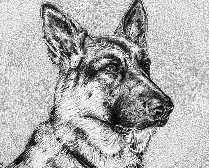 Bauer