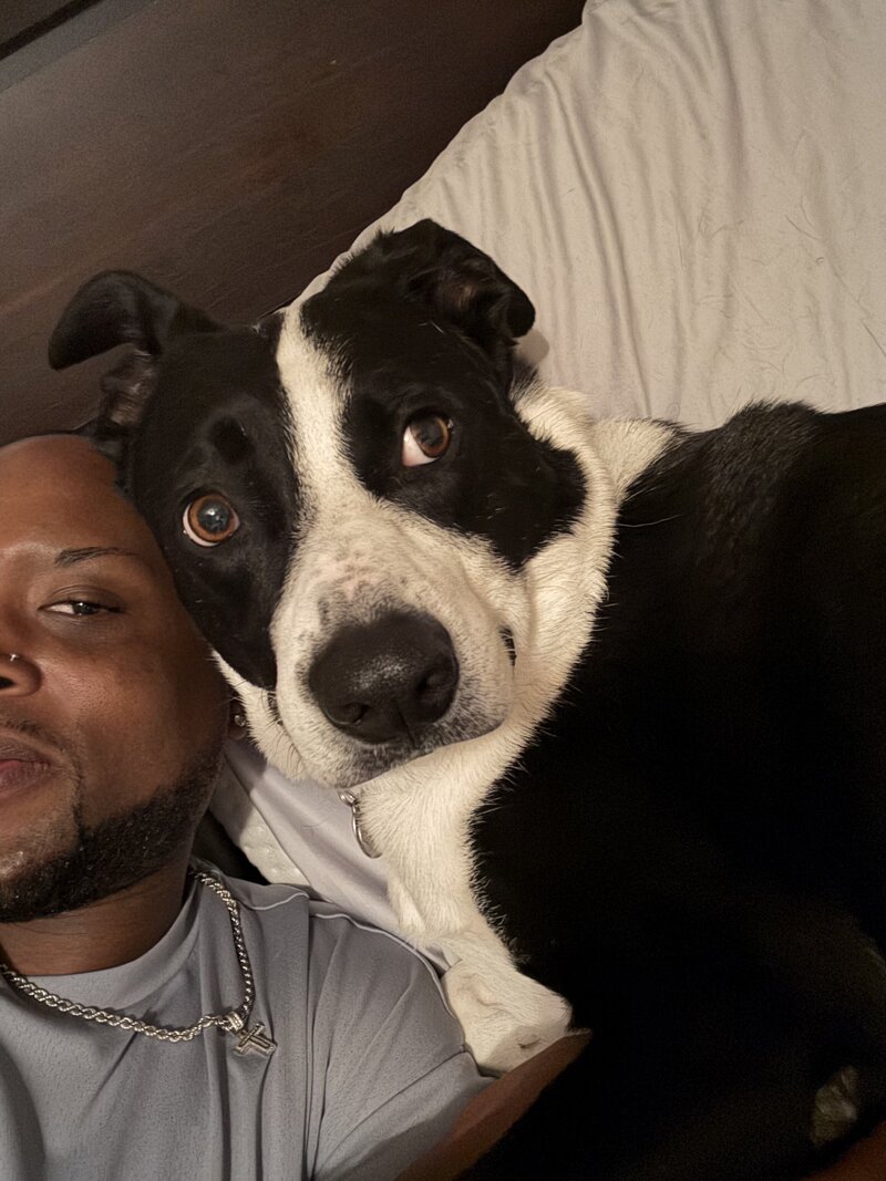 happy dogs with dog sitting and boarding business in fort worth texas