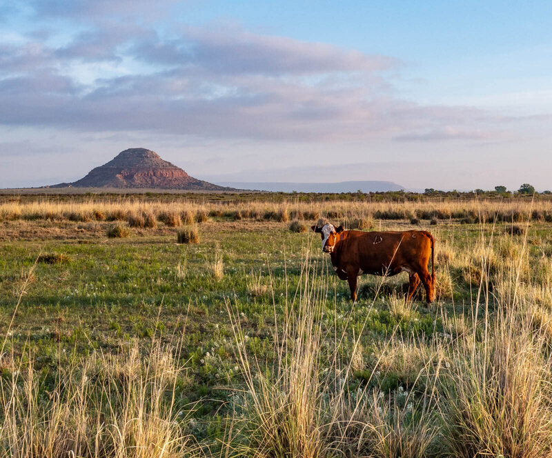 Cattle on New Mexico hayfield
