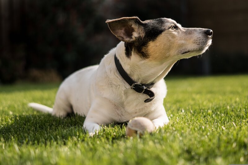animal-4112950