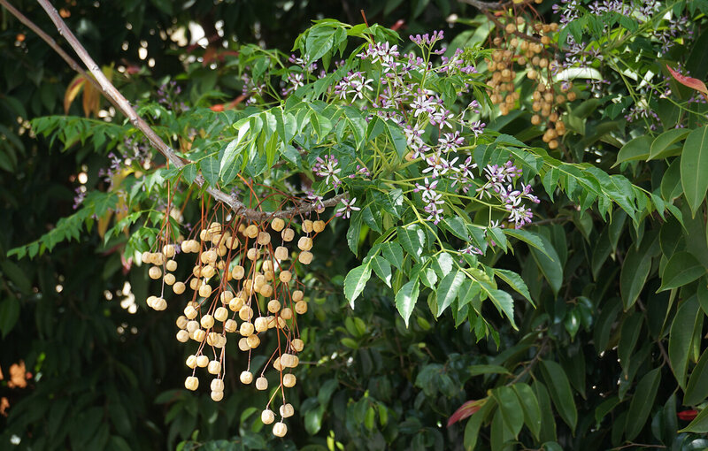 Melia azedarach - White Cedar - Australian Native Trees Sydney