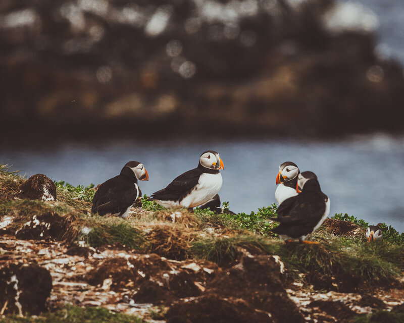 Puffins_Elliston-21