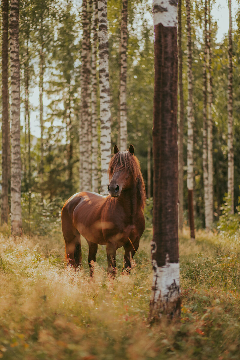 Black horse in a forest in Italy