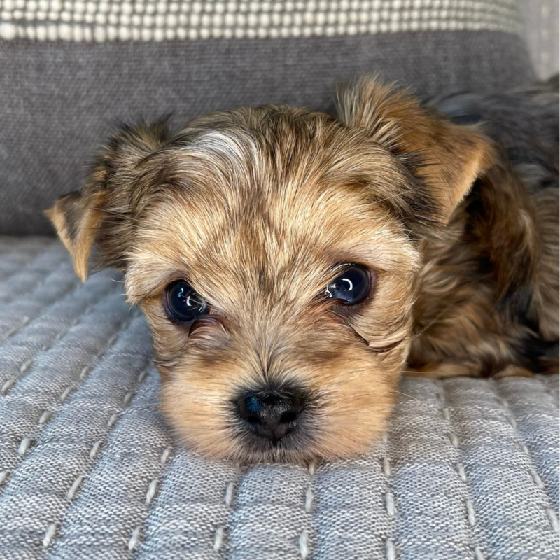 A multi-colored Yorkie puppy sitting down on a blanket staring at you