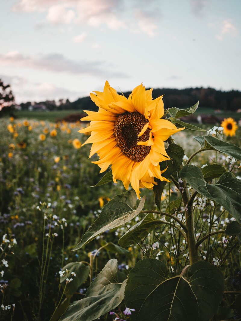 photo d'un tournesol dans un champs de fleurs sauvages