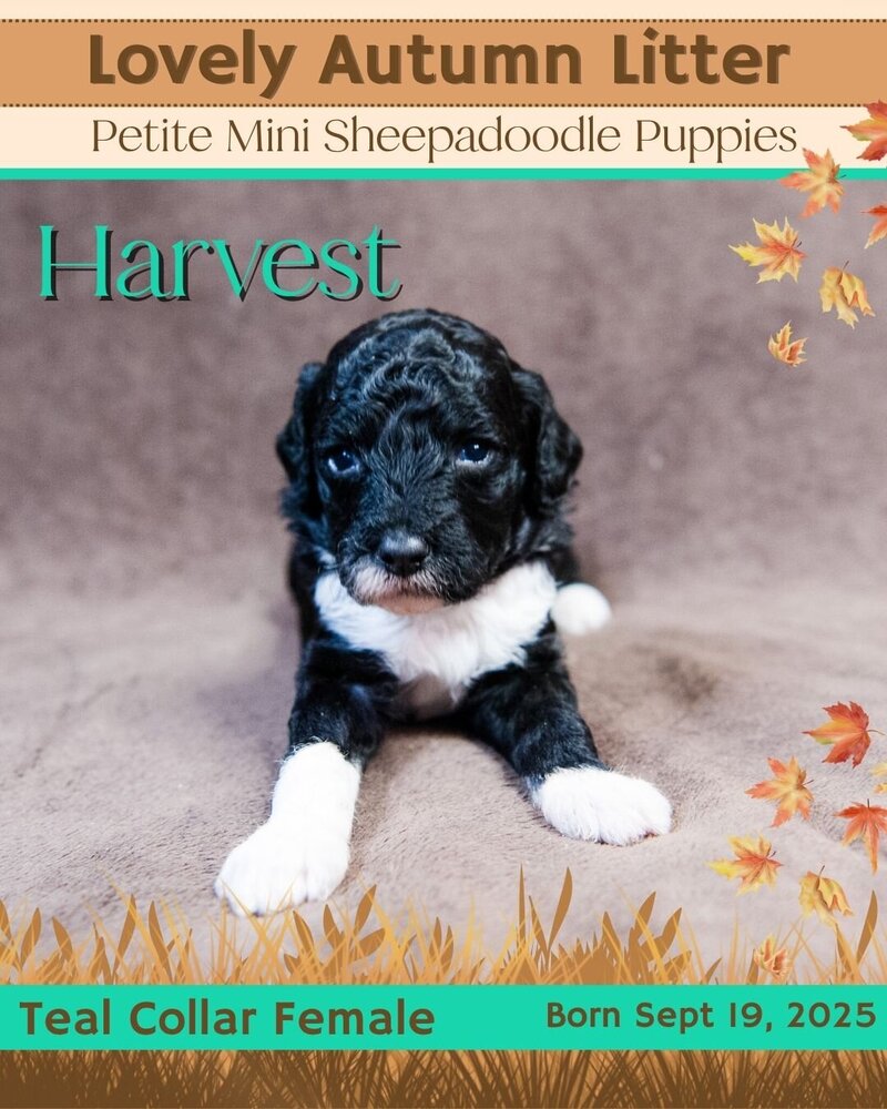 Autumn - Teal Harvest Female
