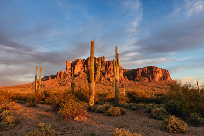 arizona cactus