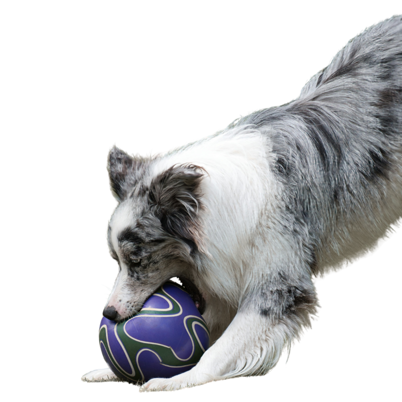 happy dog with Sitting Paws for reliable pet care in Fort Worth, Texas