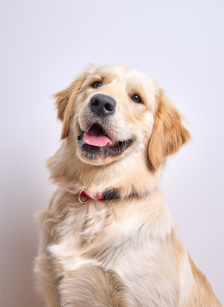 A brown dog with its mouth open. It appears to be a domestic dog, possibly a golden retriever or a small Greek domestic dog.