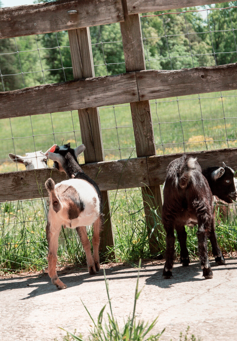 Allen Durham Family Farm (54)