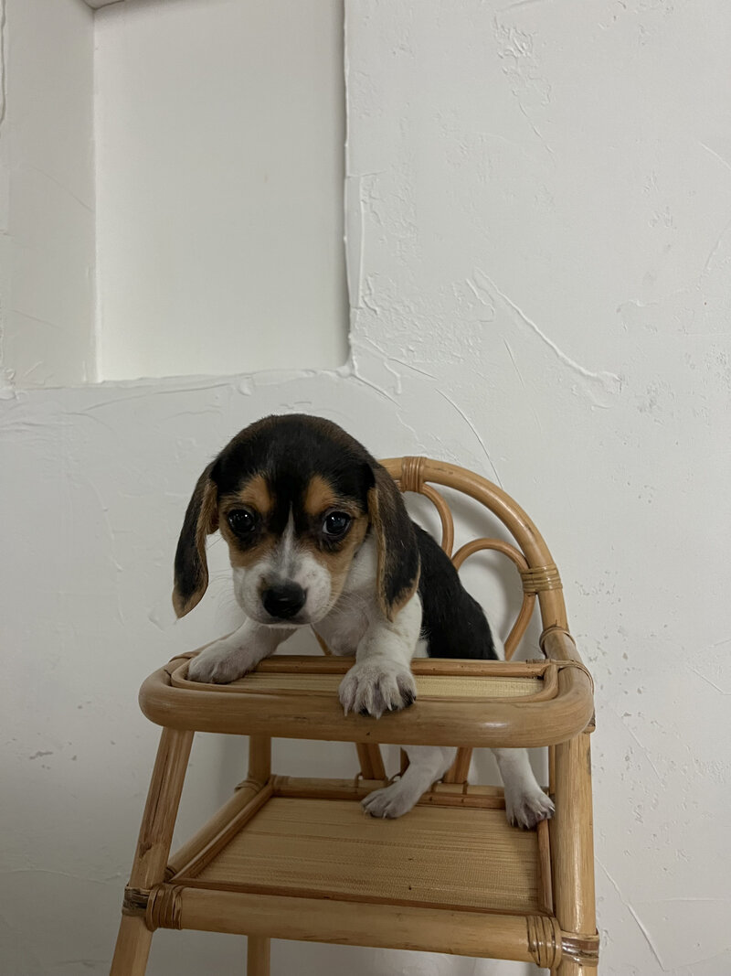 Pocket Beagle Puppies For Sale