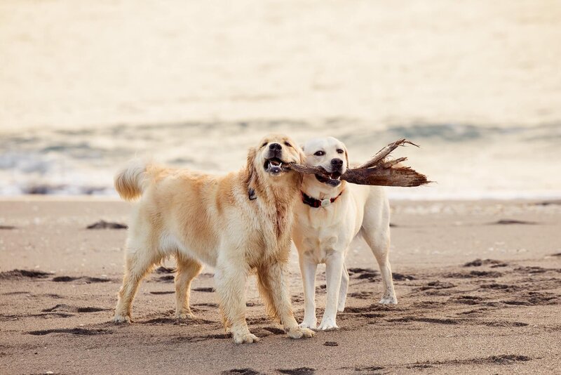 two dogs on the beach
