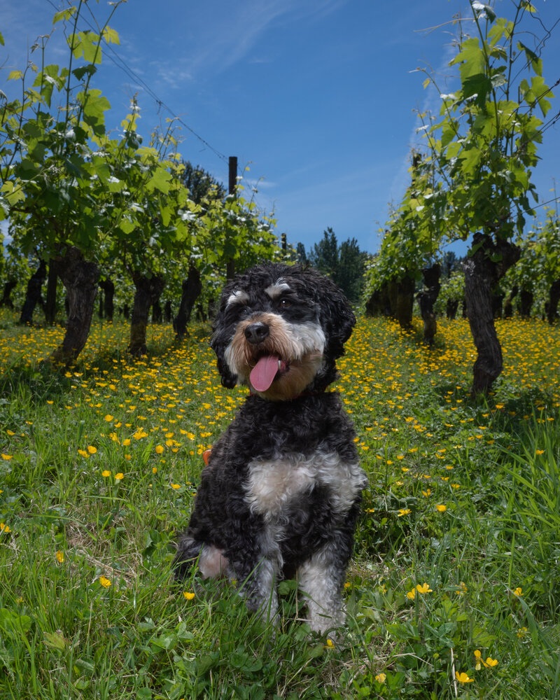 black dog in vineyard