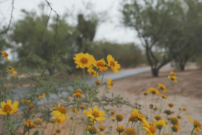 Desert flowers in Arizona