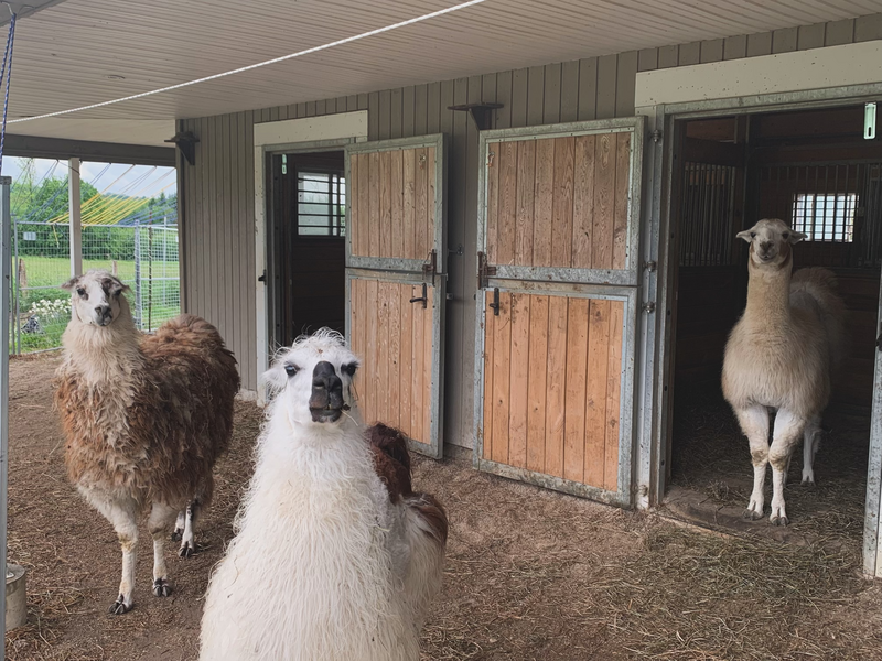 Alpaca and Llama Experience located in the Blue Mountains