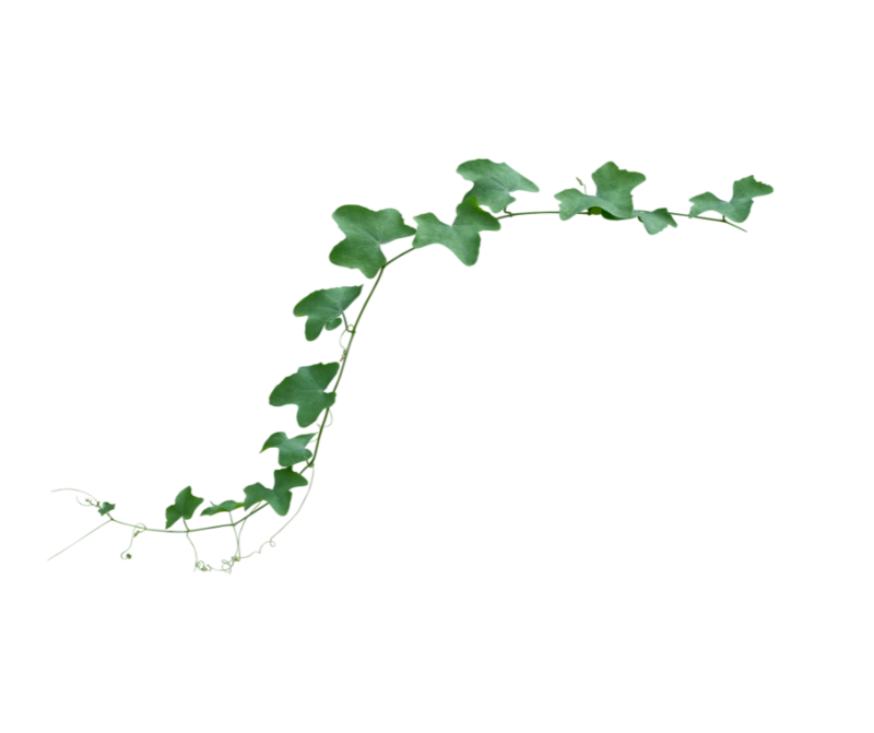 shrub