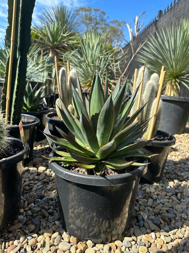 Agave attenuata x Agave ocahui | Agave Blue Glow