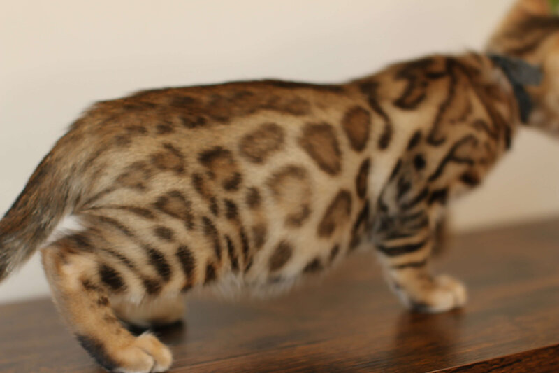 Diva x Bronco_Black_3