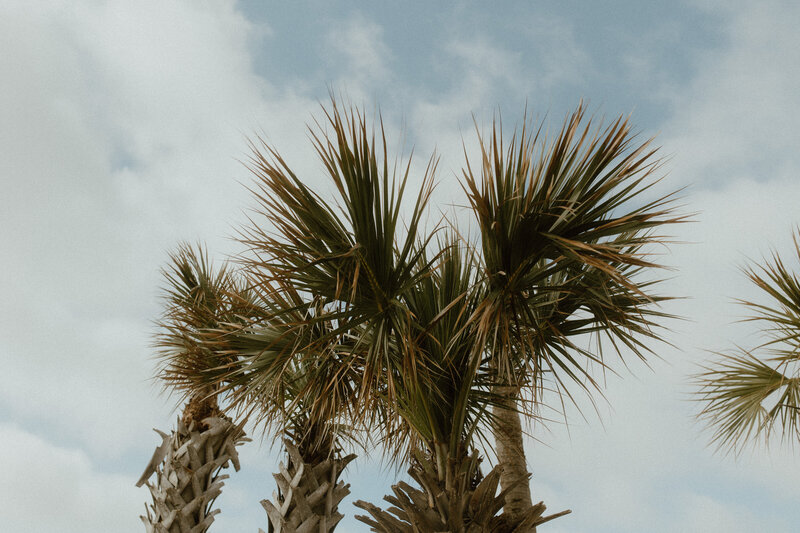 Pensacola palm trees viewing from below