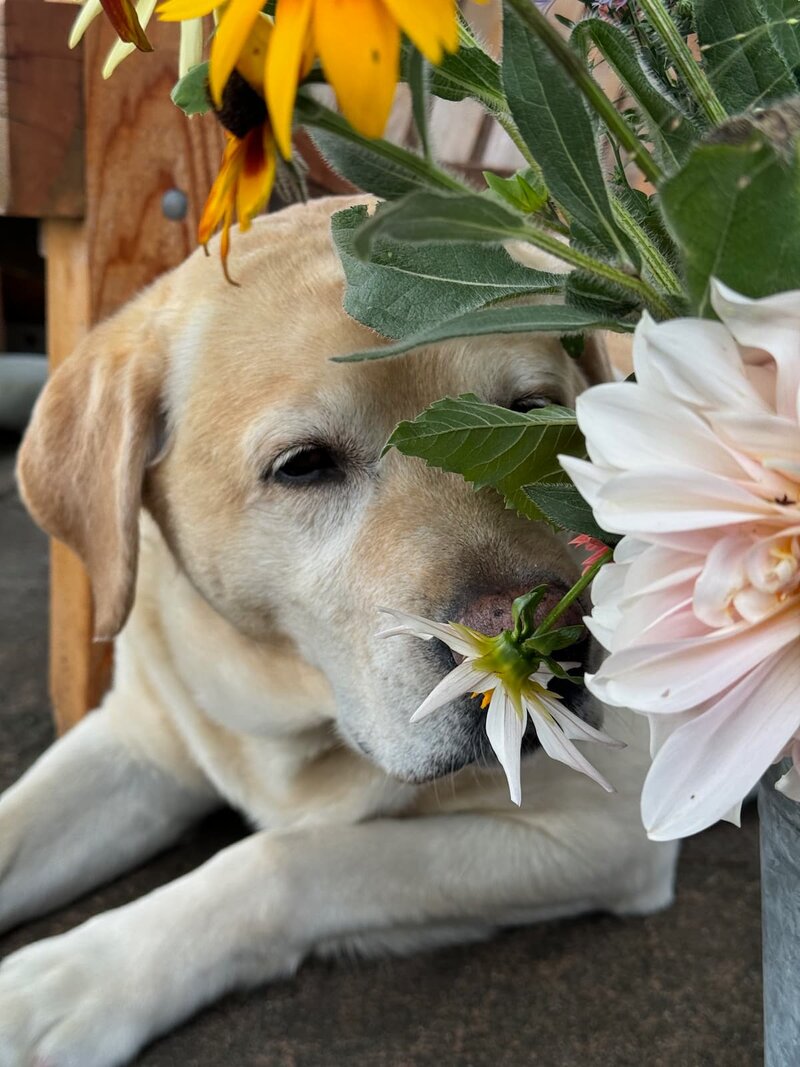 A golden Labrador named Flora gently sniffing a white dahlia and black-eyed Susan flowers, symbolizing the connection between nature and companionship at Sleeping Dog Plants.