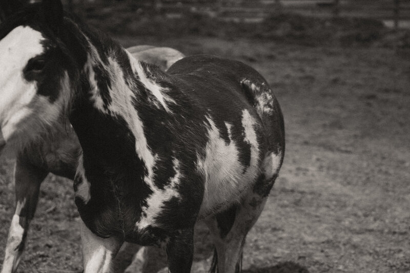 Lazy G Bison Ranch Western Branding Session (35 of 62)