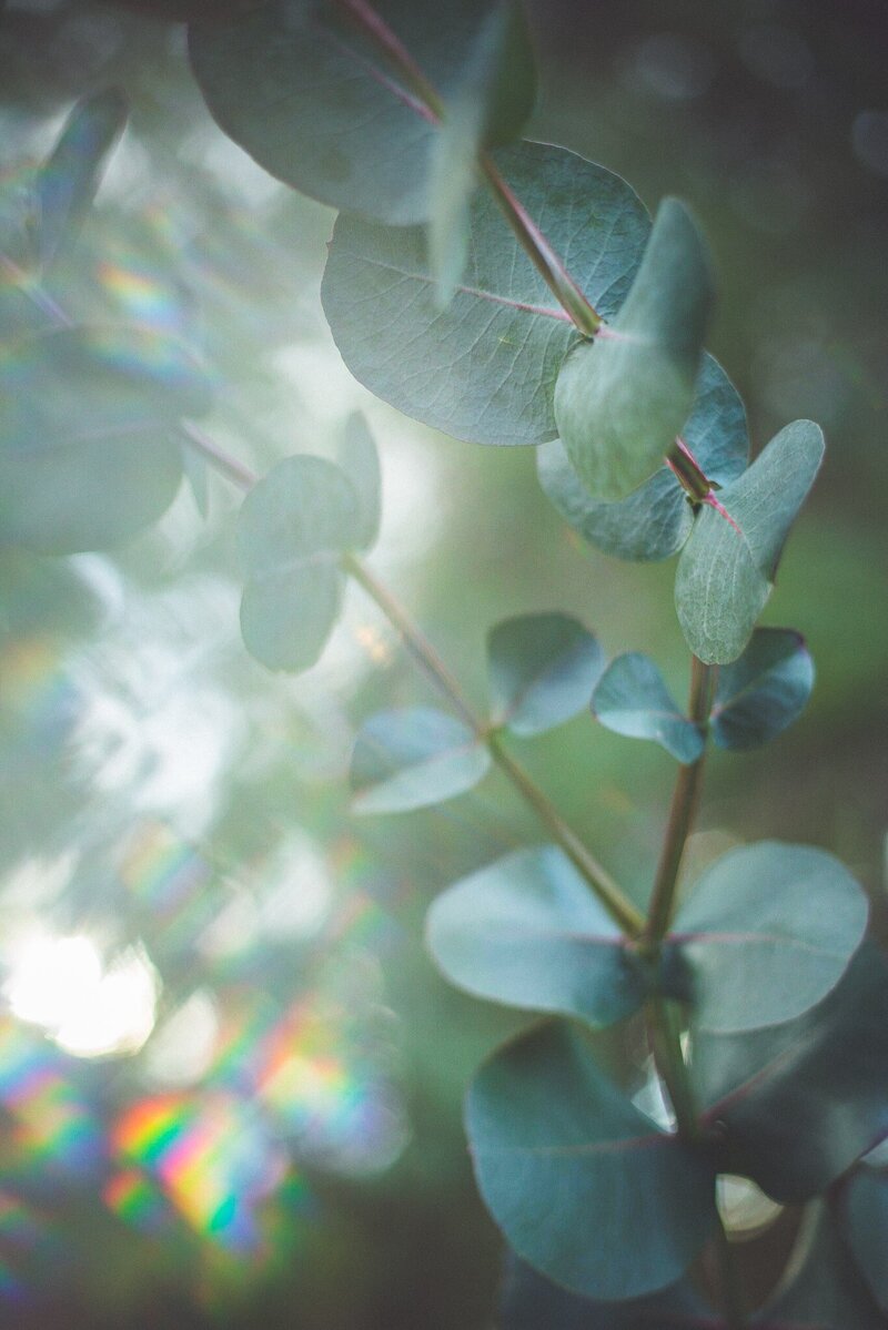 Creative photo of sage green eucalyptus