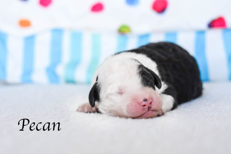 Available Mini and micro Sheepadoodle Puppies