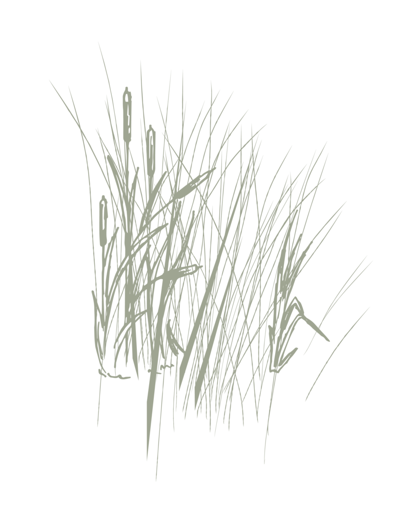 reeds