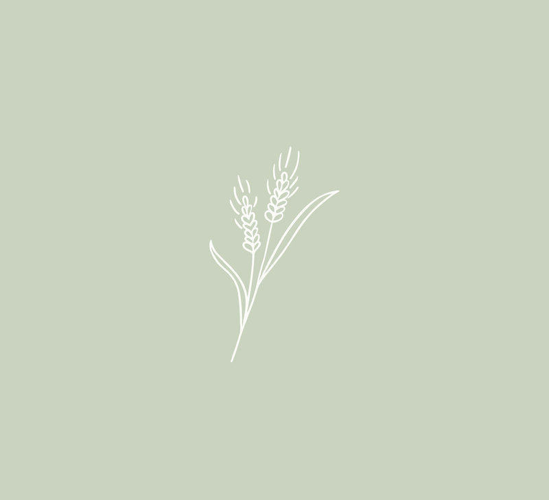 Illustration-Wheat-016