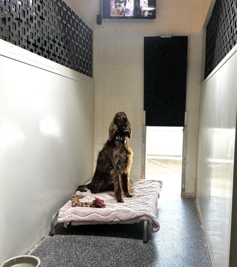 Paradise Pet Retreat Dog Kennel