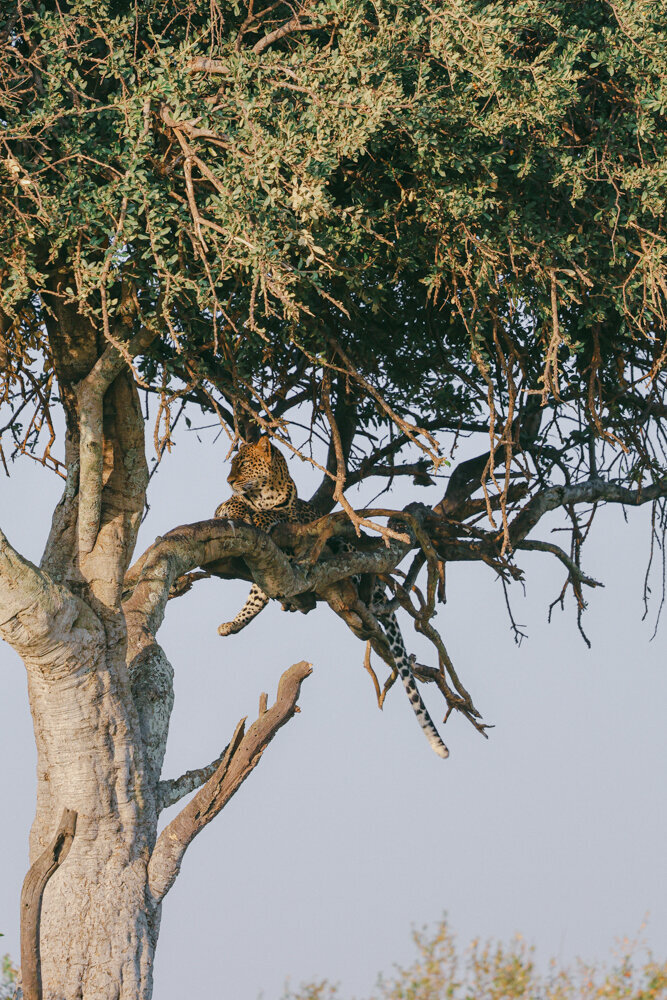safariedited-229