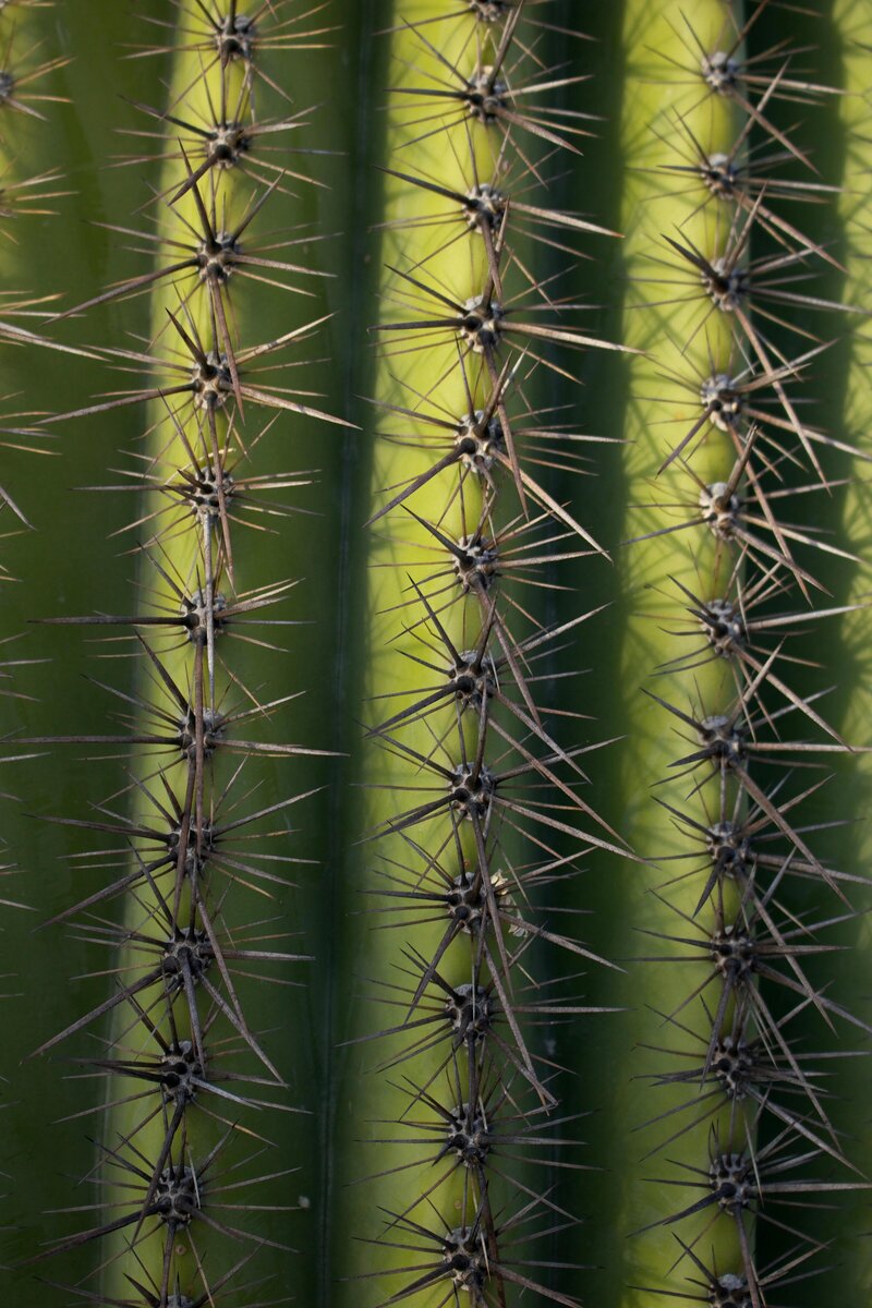 arizona cactus