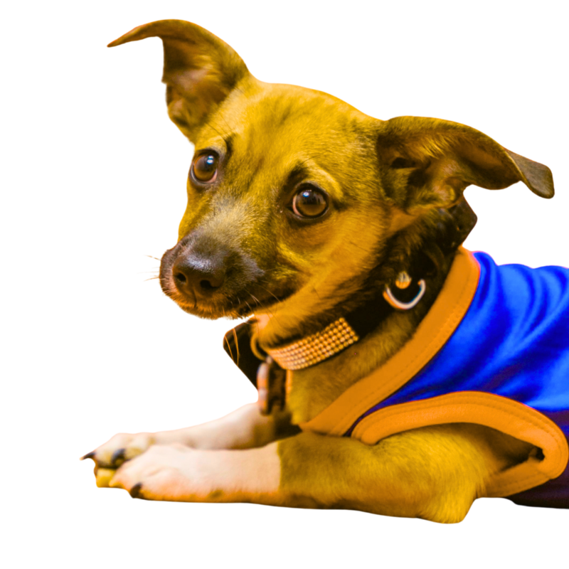 happy dog with Sitting Paws for reliable pet care in Fort Worth, Texas