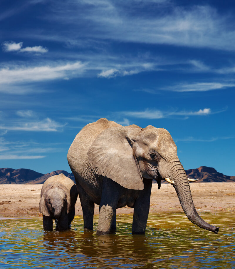 South-Africa-Elephants