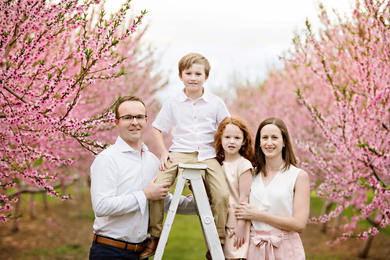 Mom and dad with their son and daughter standing on a white ladder in the pink cherry blossom field for their Burlington Photographer family photos.