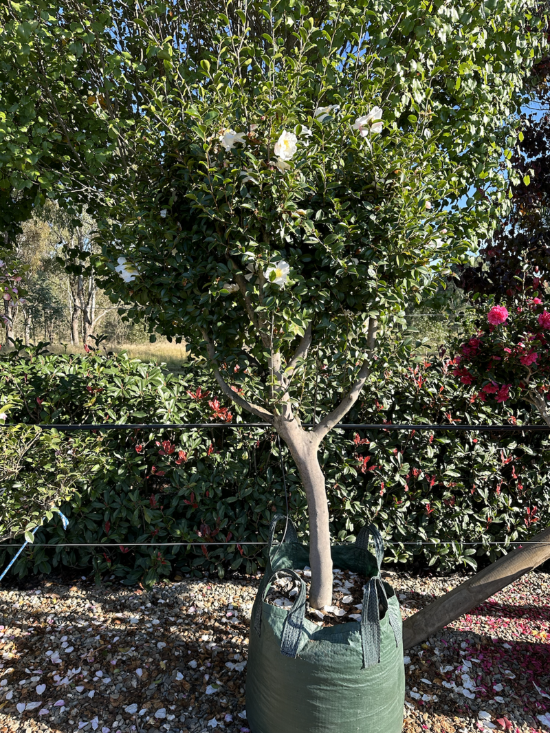 Gardenia Augusta 'Florida' - Gardenia Augusta Standards