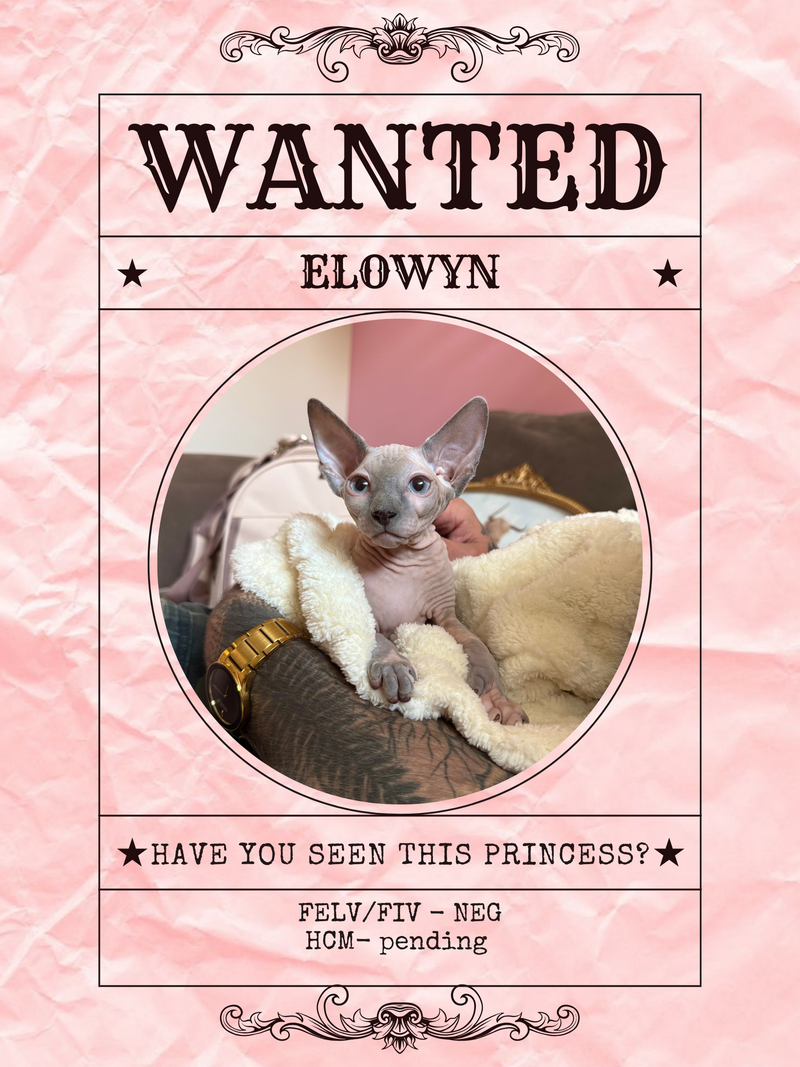 Brown and Beige Vintage Elegant Wanted Poster.zip - 4