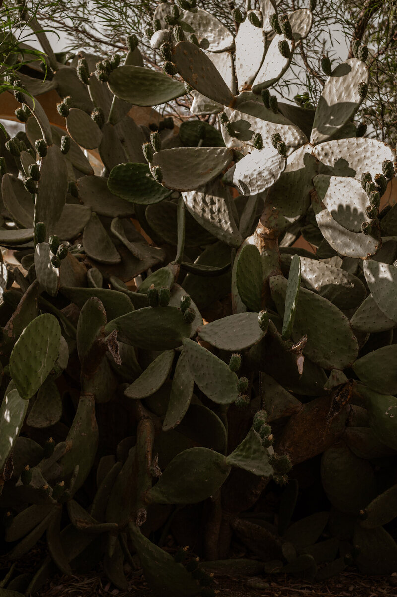 Sun-dappled prickly pear cactus in warm, Mediterranean light — a textured still life capturing the rugged stillness of Alentejo