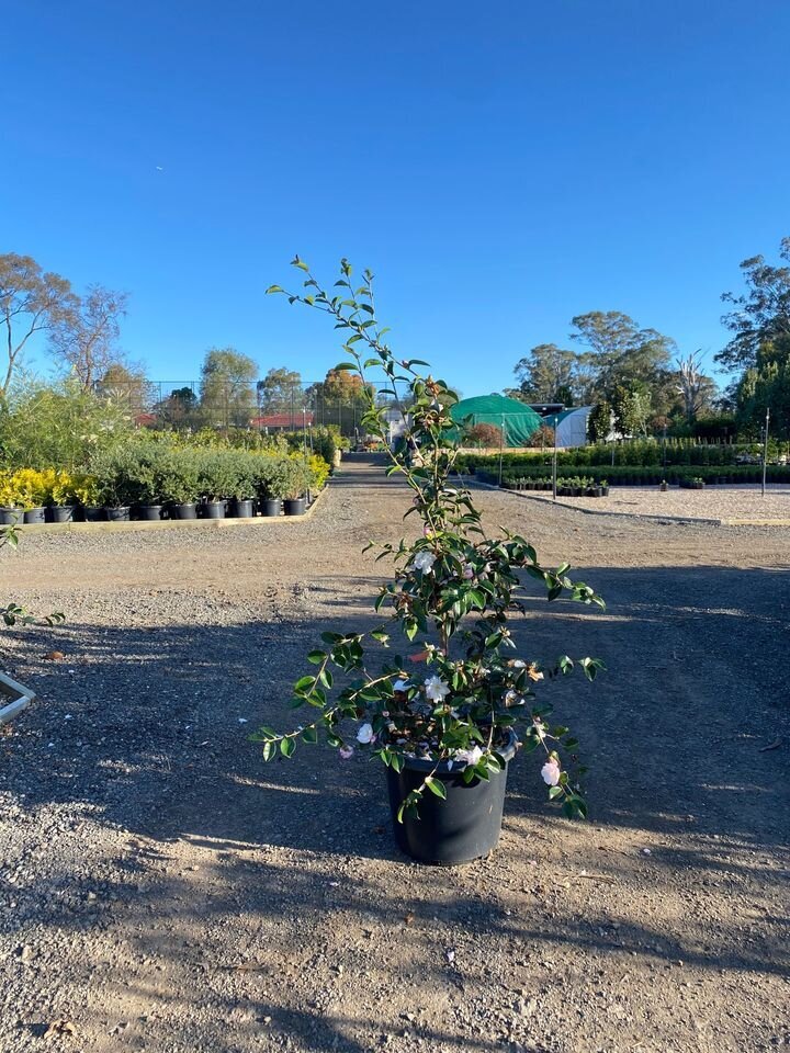 Camellia Sasanqua Pure Silk - Mature Hedges & Screens Sydney